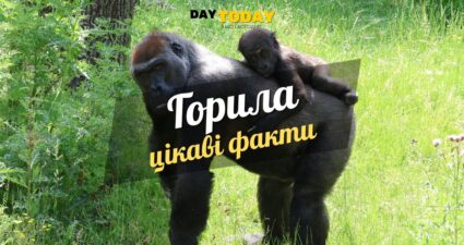 Ходімо далі? Наступна стаття