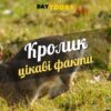 Цікаві факти про кроликів