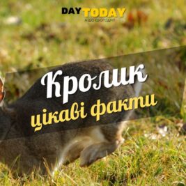Цікаві факти про кроликів