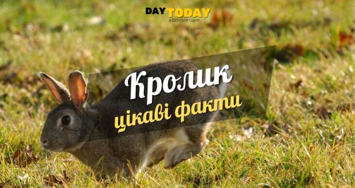Цікаві факти про кроликів