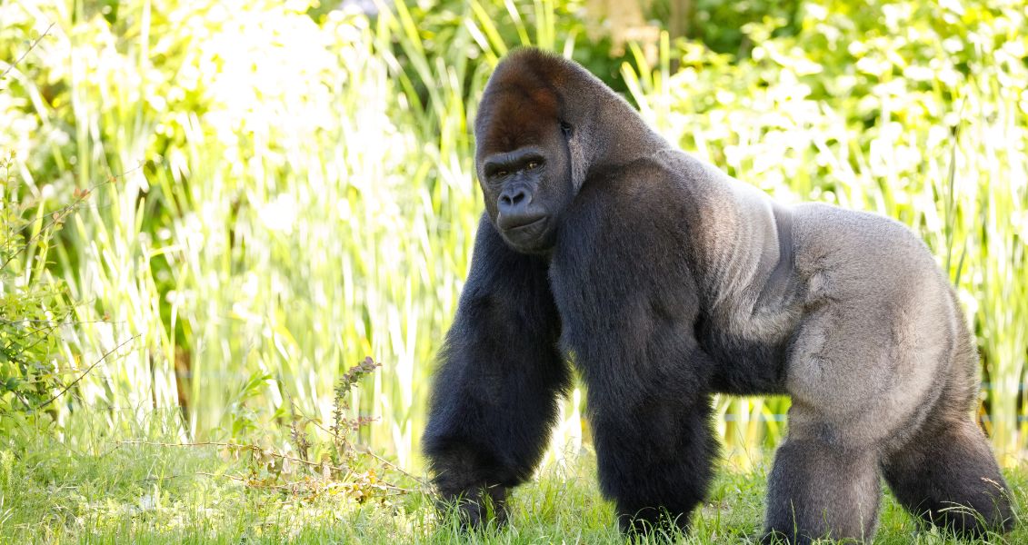 Всесвітній день горили