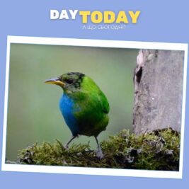 9 приголомшливих відкриттів про птахів