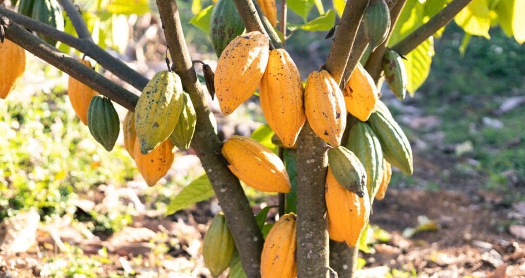 какао-дерево