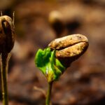 кава пророщене зерно