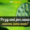 10 таємниць інтелекту рослин