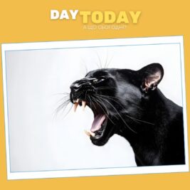 Чому чорних котів вважають символом нещастя?