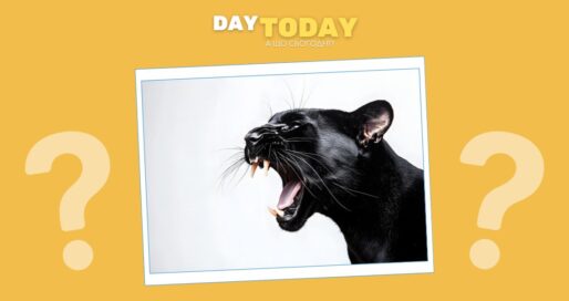 Чому чорних котів вважають символом нещастя?