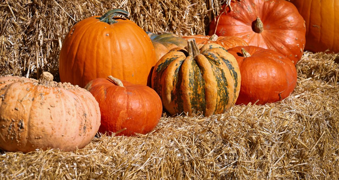 День гарбуза в Україні