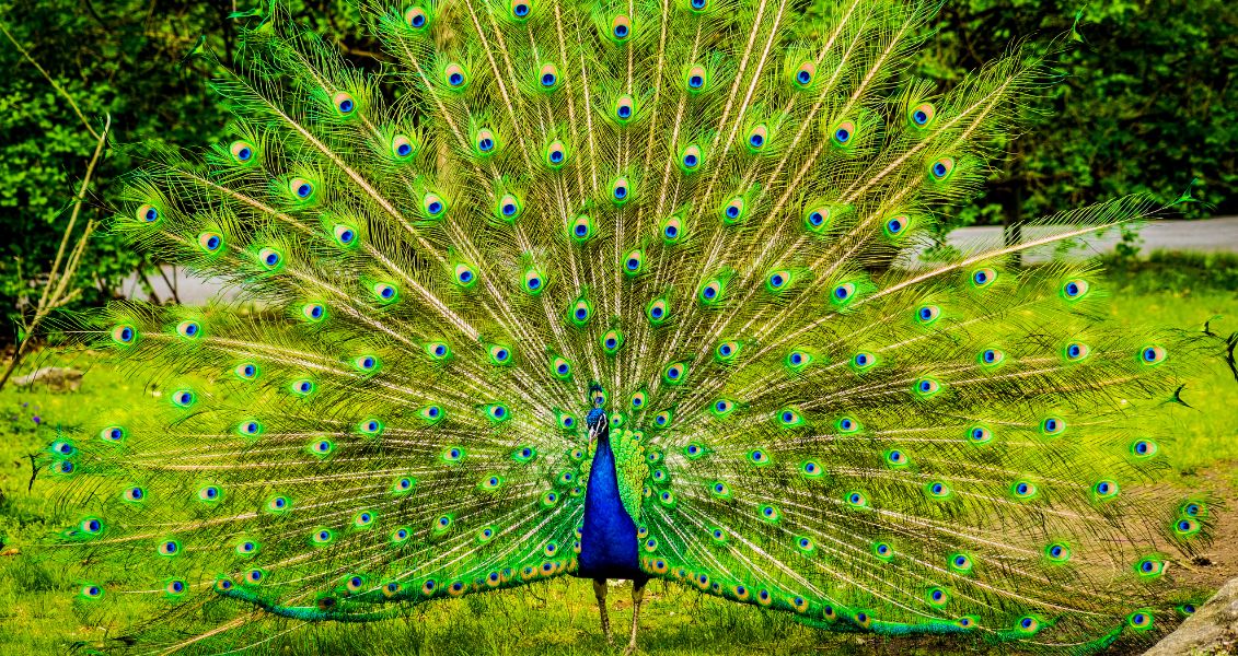 Всесвітній день павича