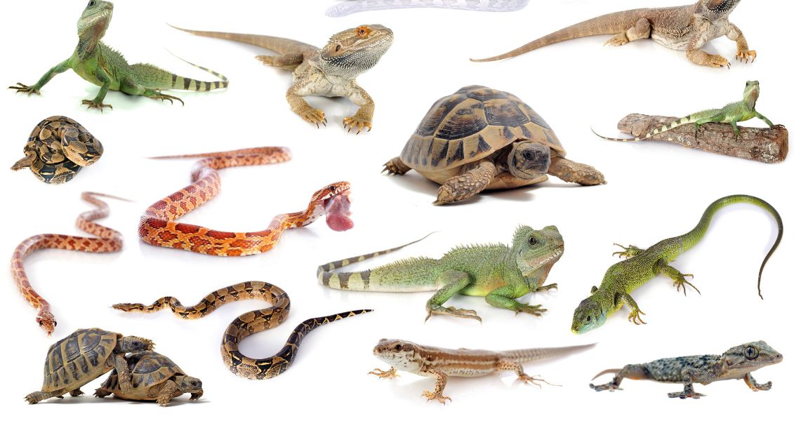 Всесвітній день рептилій