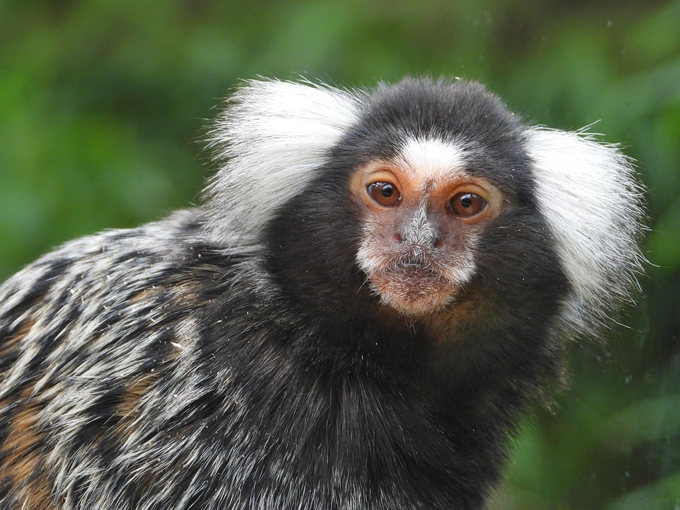 marmoset monkey