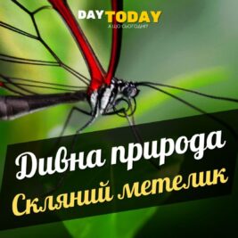 Greta morgane oto - Скляний метелик