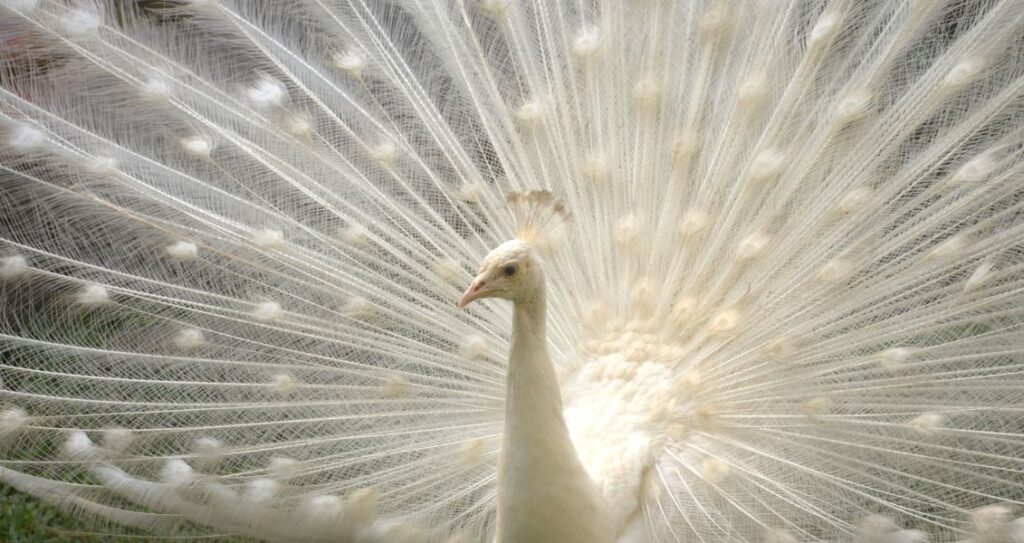 Білий павич