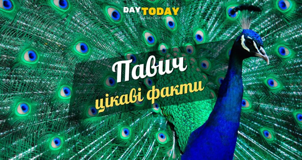 Цікаві факти про павичів