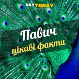 Цікаві факти про павичів