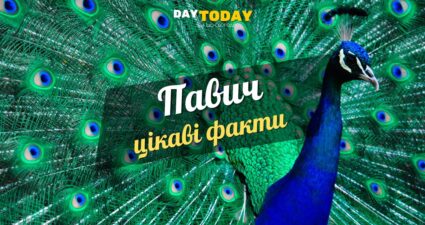 Ходімо далі? Наступна стаття