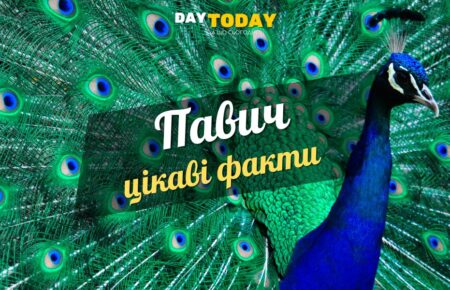 Цікаві факти про павичів