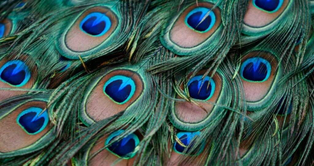 пірʼя павича