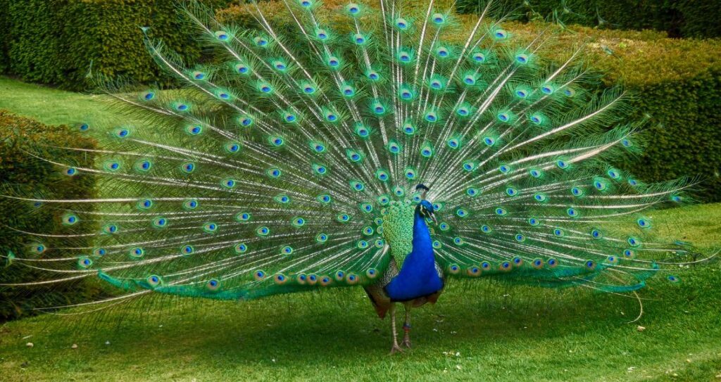 Індійський павич