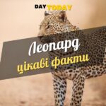 Цікаві факти про леопарда