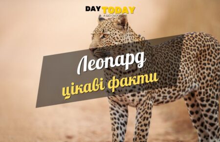 Цікаві факти про леопарда