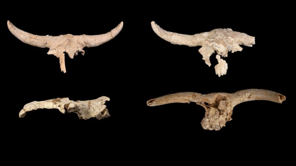 cherepy shcho zbyraly neandertaltsi