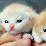 День пухнастих кошенят