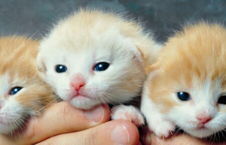 День пухнастих кошенят
