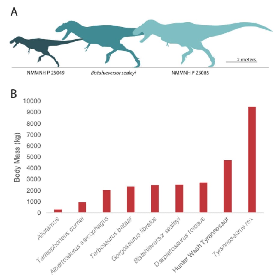 relative sizes