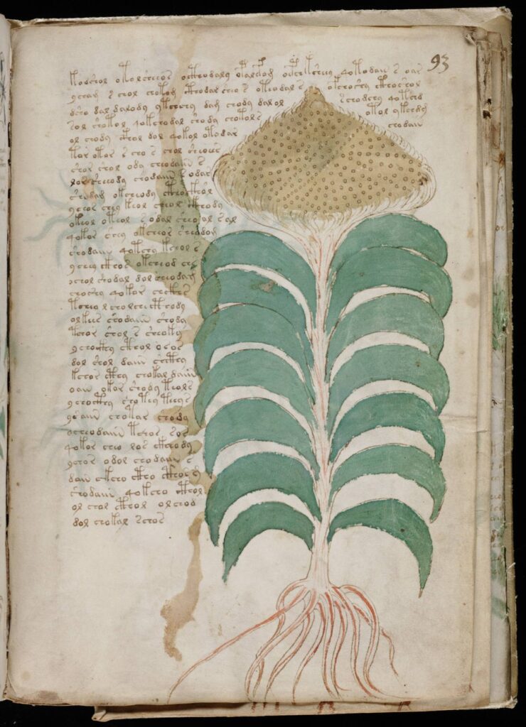 960px Voynich Manuscript 167