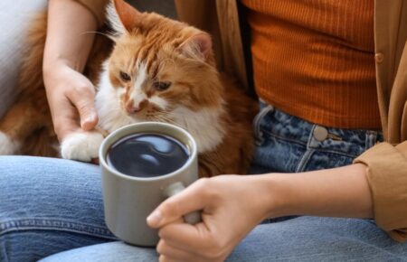 День «котячої леді»