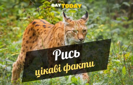 Цікаві факти про рись