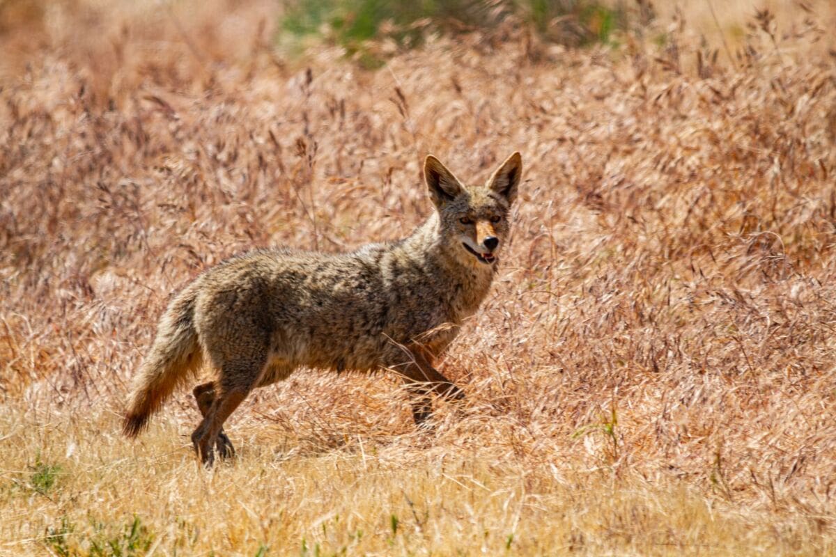 A coyote stands alert in the golden grasslands of Bakersfield, California, showcasing local wildlife.