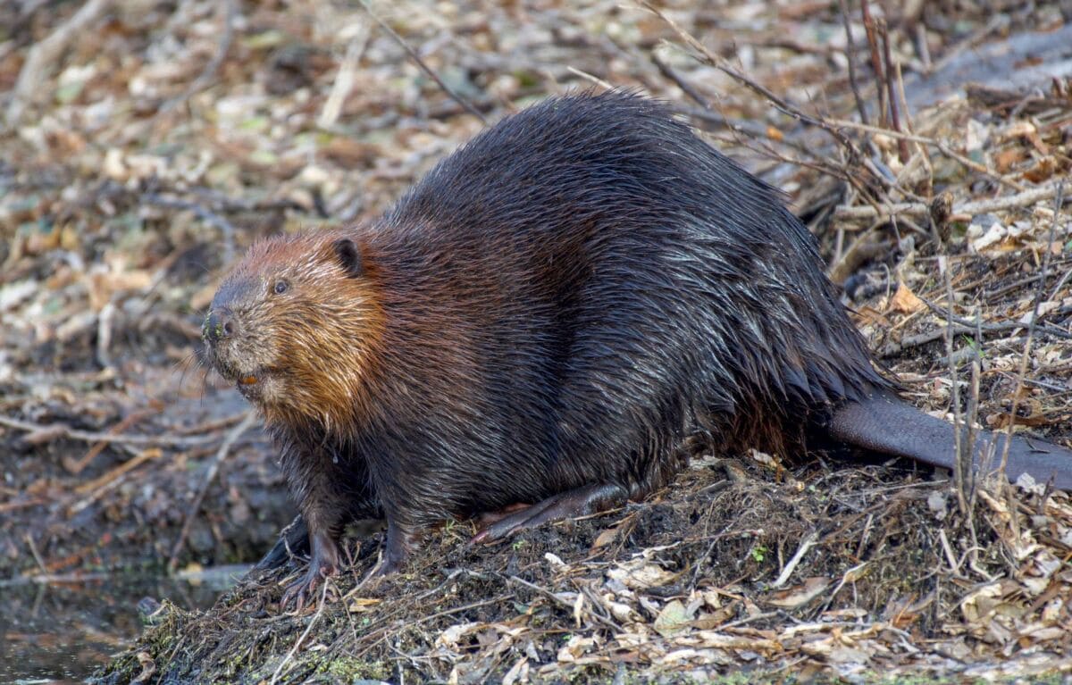 A cute and curious North American beaver sitting by the water's edge in its natural habitat.
