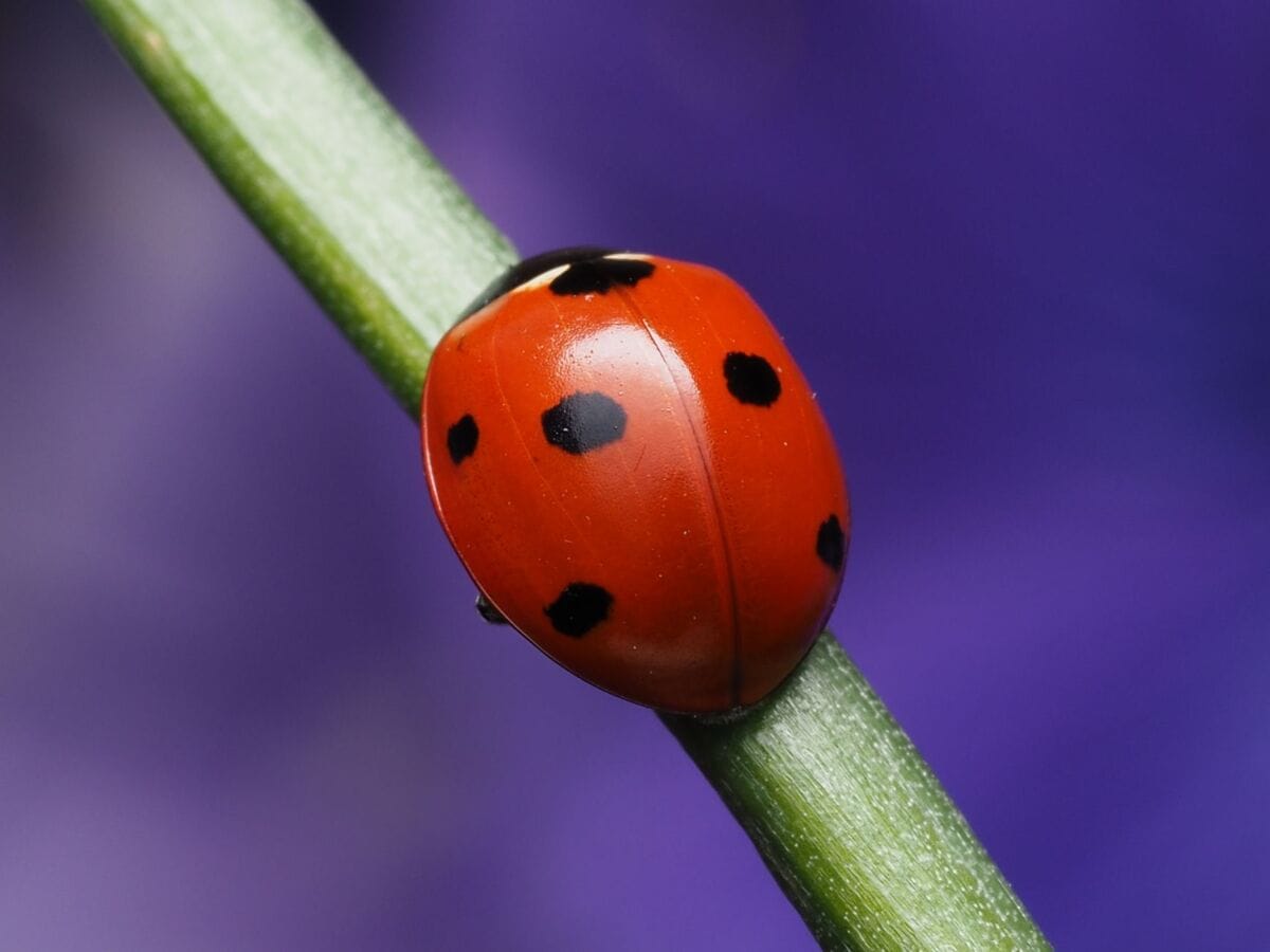 Close-up macro photograph of a ladybug on a green leaf with a vibrant purple background.