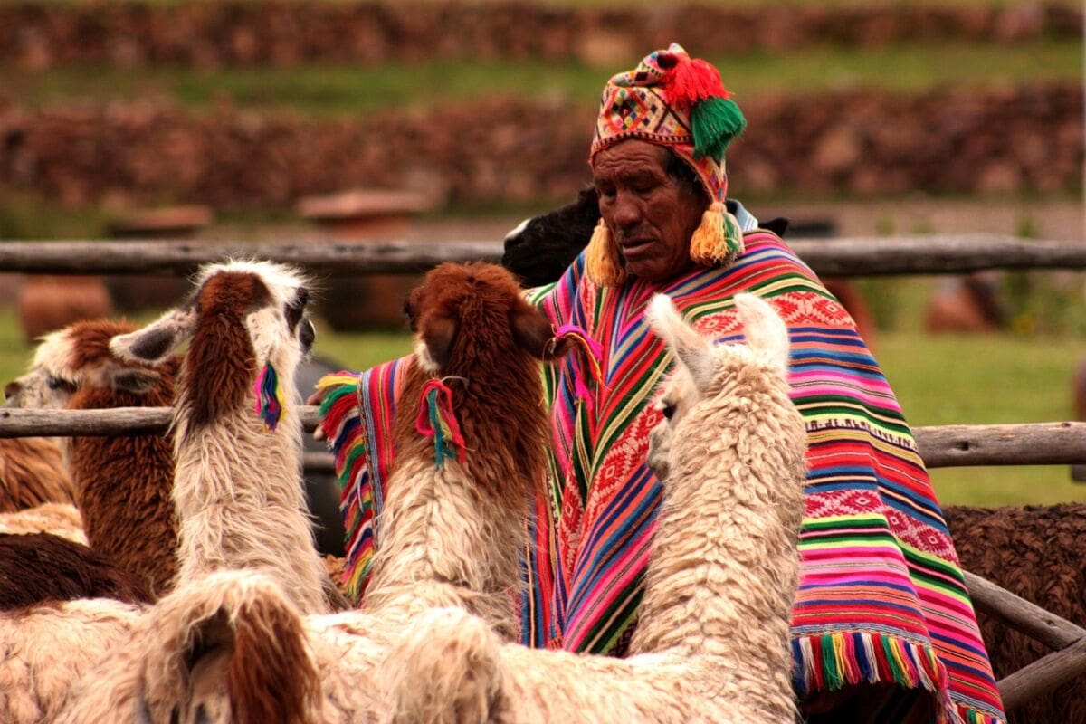 peru, llama, animals, bumpkin, people, nature, humanity, human, vacation, tourism