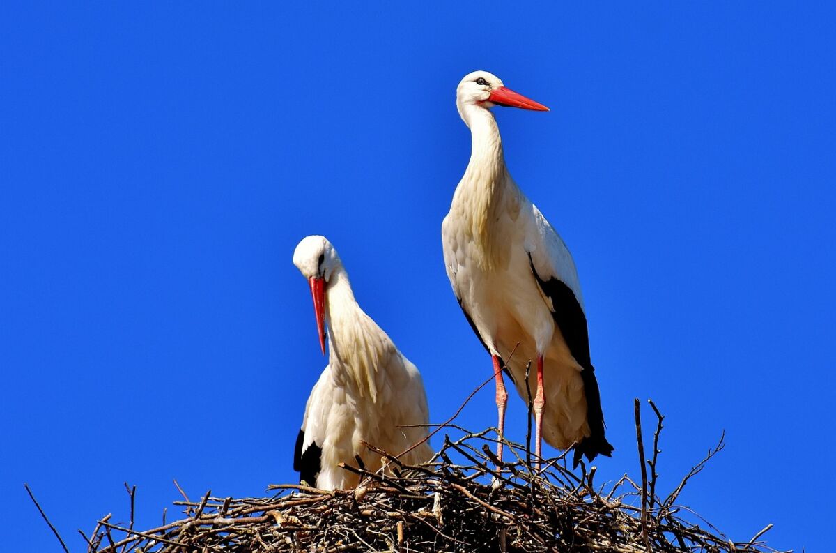 storks, pair, nature, nest, bird's nest, birds, rattle stork, bills, beaks, long necks, long legs, feathers, plumage, aves, avian, ornithology, birdwatching, animals, animal world